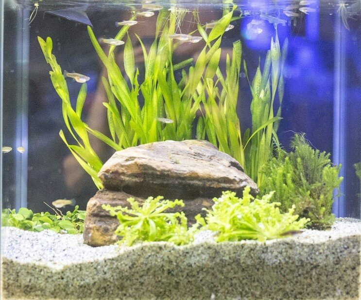 ظروف خزان White Cloud Mountain Minnow
