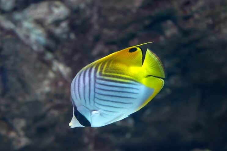 Threadfin الفراشة