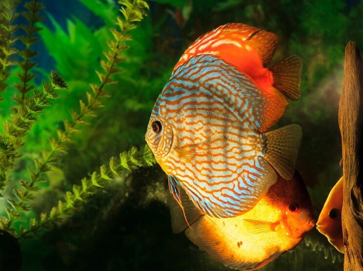 قرص Symphysodon