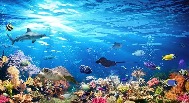 مجموعة متنوعة من Sealife