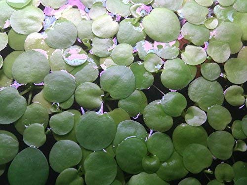 SoShrimp 20+ Plants Amazon Frogbit - نبات عائم لحوض السمك في المياه العذبة