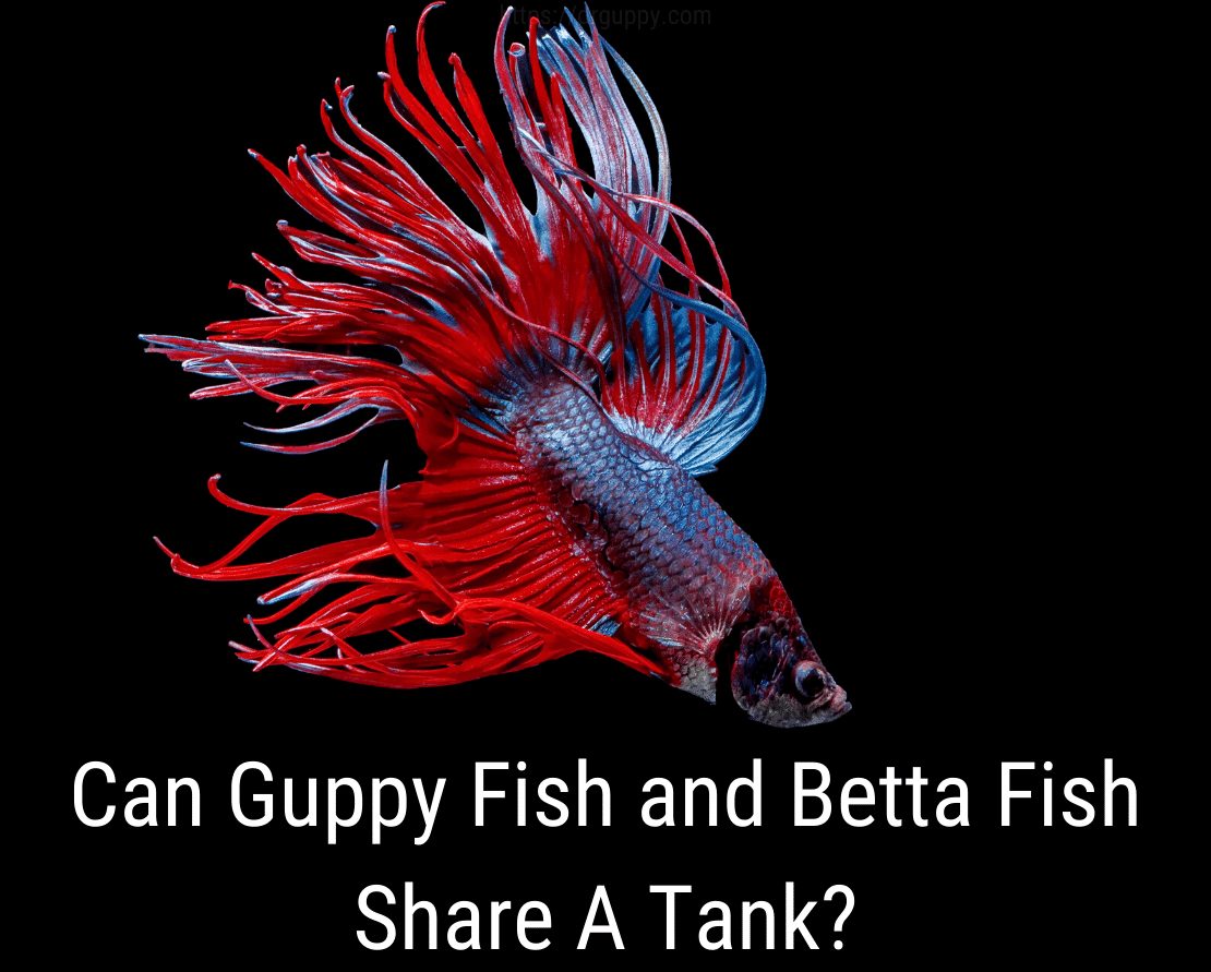 هل يستطيع Guppy Fish و Betta Fish مشاركة خزان؟