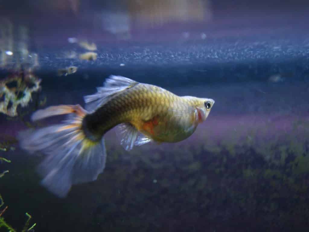 Guppy Fish Dropsy - الأسباب والعلاج المحتمل