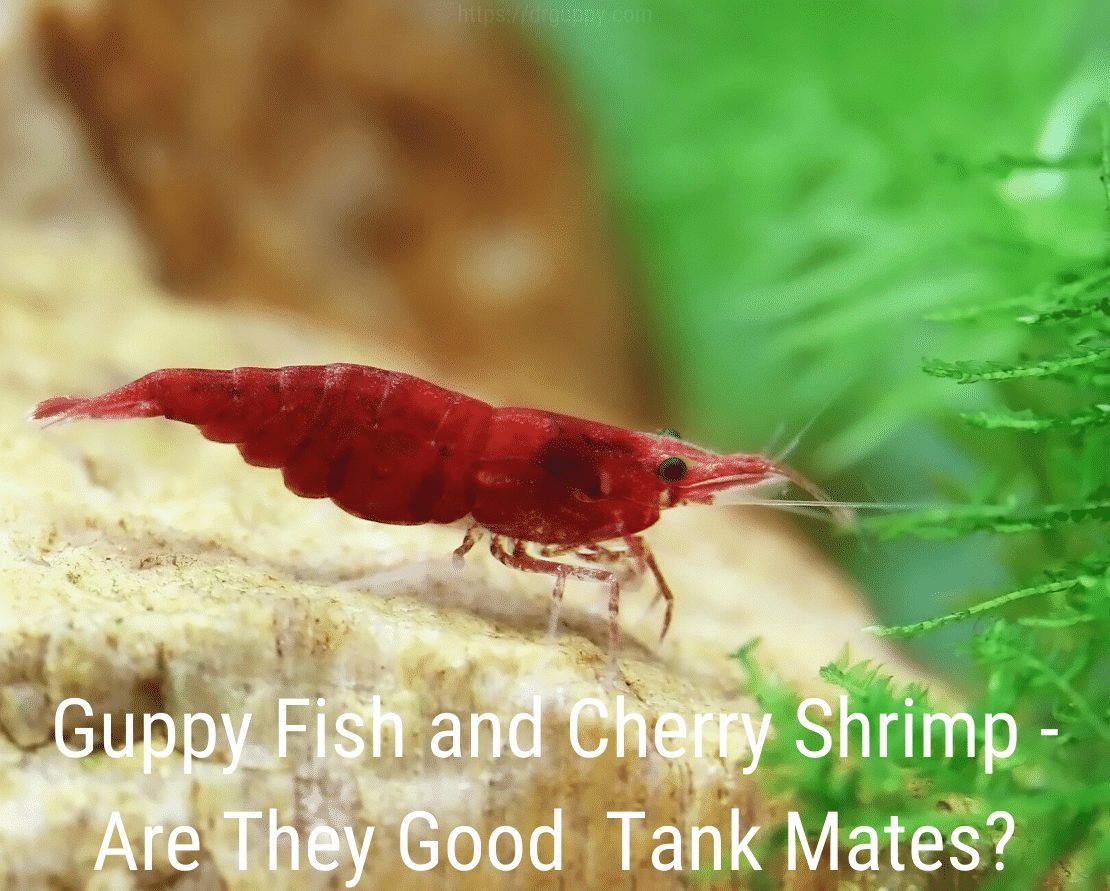 Guppy Fish و Cherry Shrimp - هل هم رفاق جيدين في الخزان؟