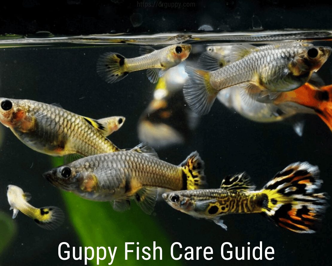 دليل Guppy Fish Care