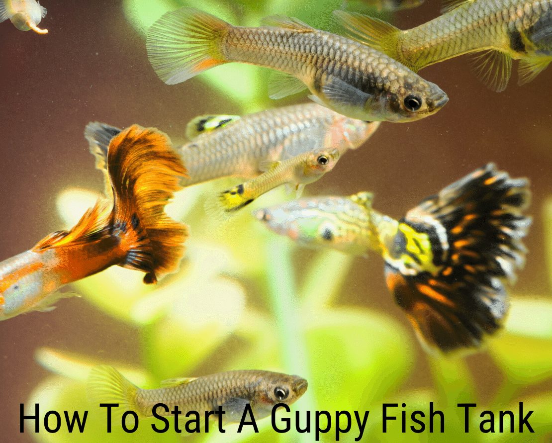 كيف تبدأ حوض أسماك Guppy؟
