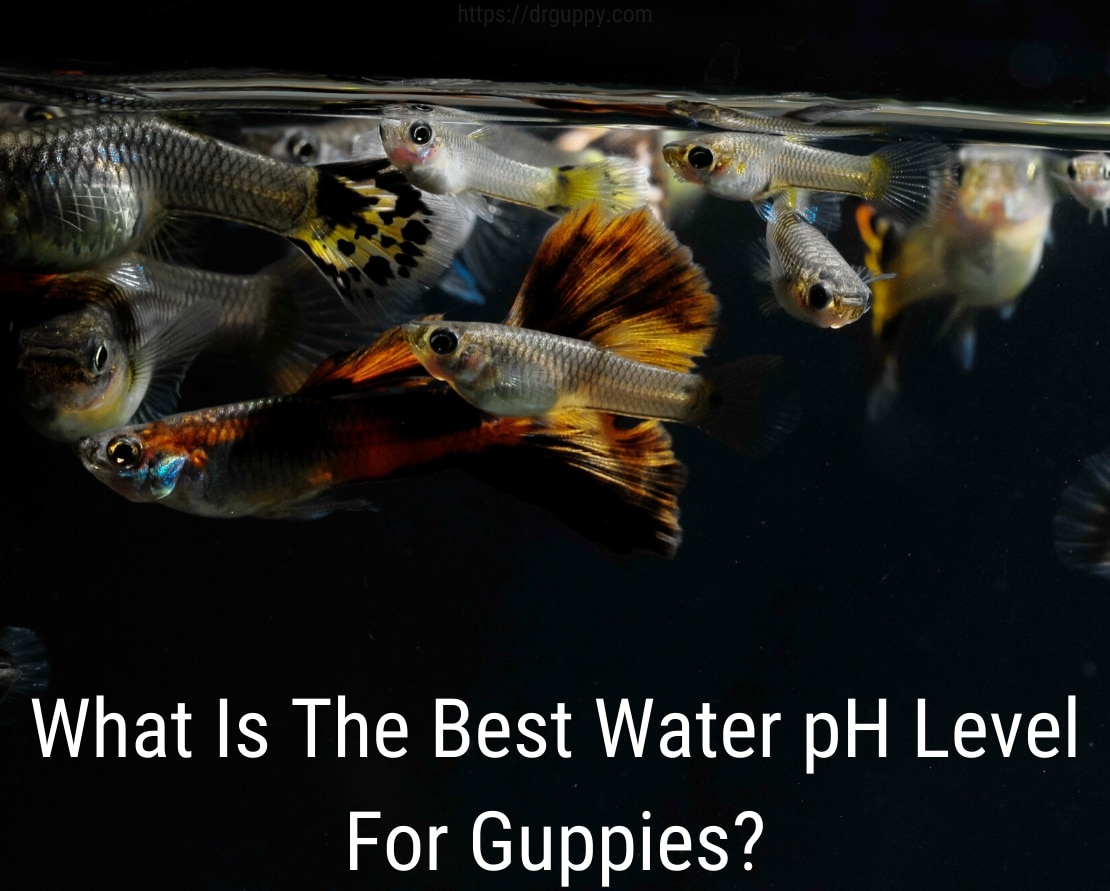 مستوى PH مياه أسماك Guppy - رقم مثالي