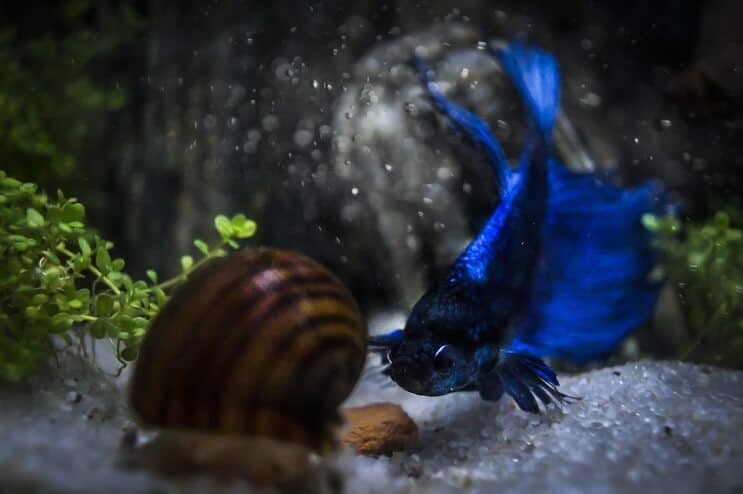 Betta و Snail
