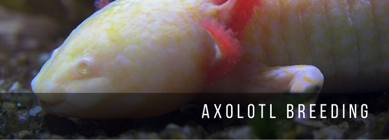 تربية Axolotl