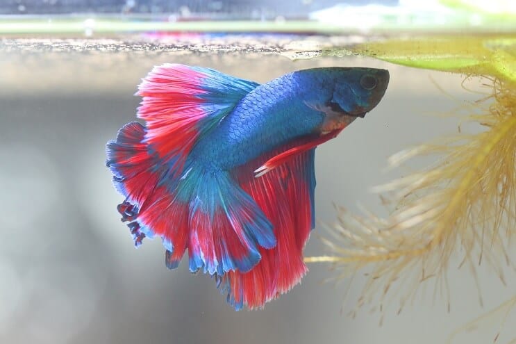 Betta Fish صنع فقاعة عش