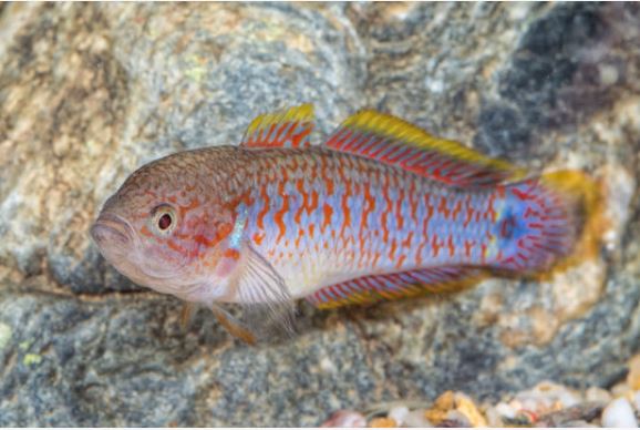 الطاووس gudgeon