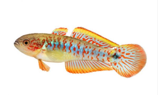 الطاووس gudgeon