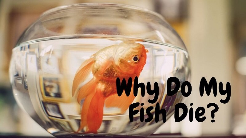 لماذا تموت سمكتى؟