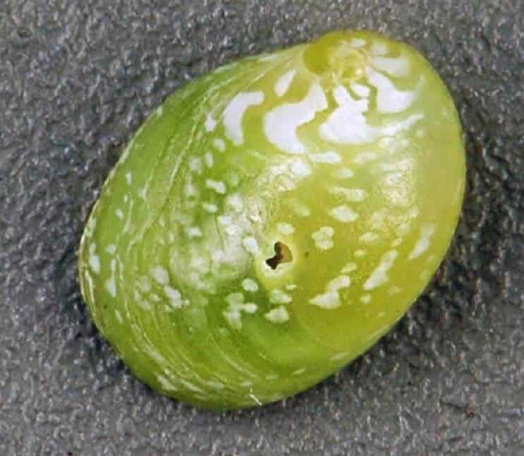 الزمرد نيريت الحلزون