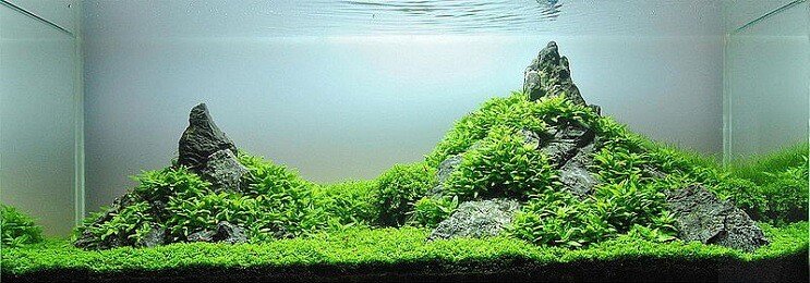 Staurogyne Repens المظهر