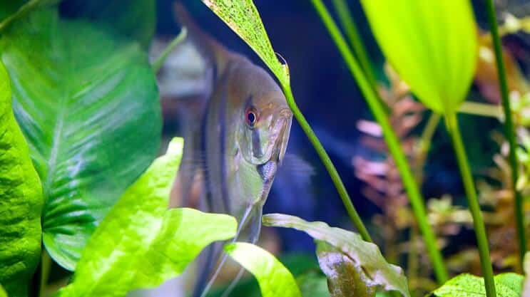سيف الأمازون و Angelfish