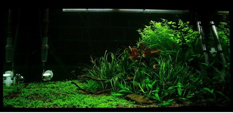 شروط الخزان Staurogyne repens