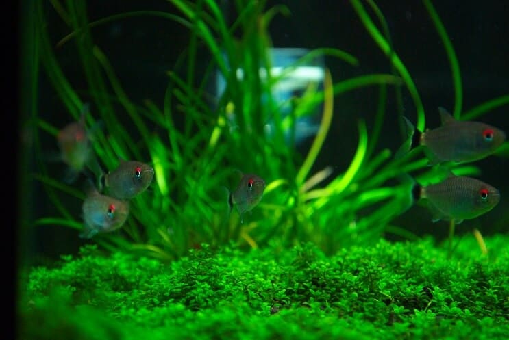 تانك الاصحاب ل Staurogyne Repens