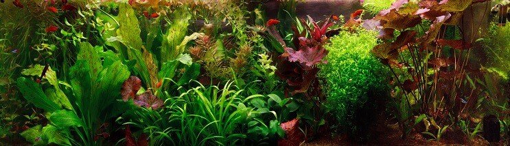 Aquascape الهولندي