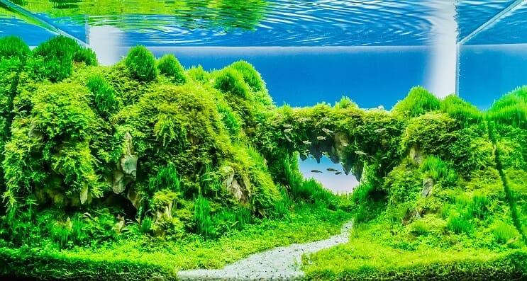 الأسئلة الشائعة حول الخزانات المزروعة
