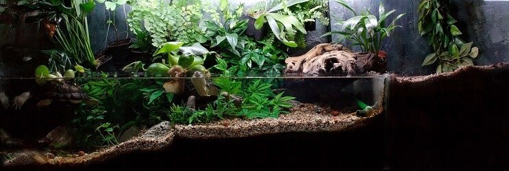 نباتات Paludarium