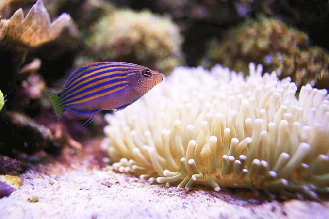 ستة خط Wrasse