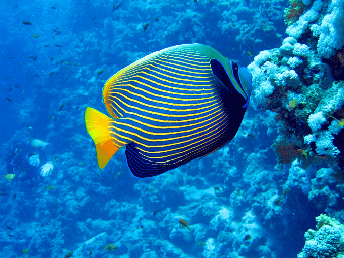 Emperor Angelfish: دليل الرعاية الكاملة