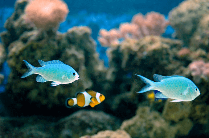 التوافق مع اللون الأخضر Chromis
