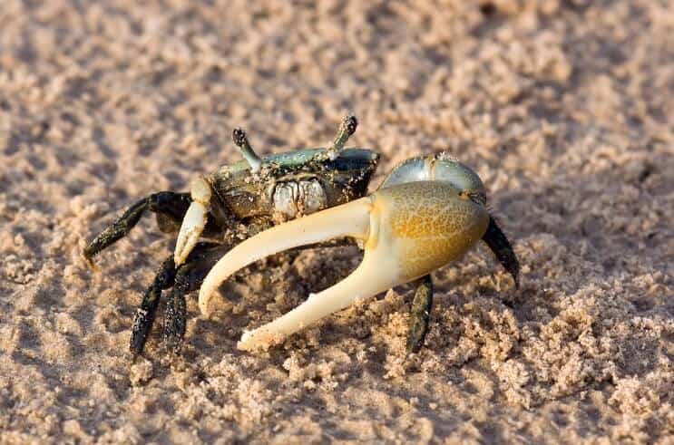 دليل العناية الكامل بسرطان Fiddler Crab: الخزان ، والأغذية ، والحقائق والمزيد ...