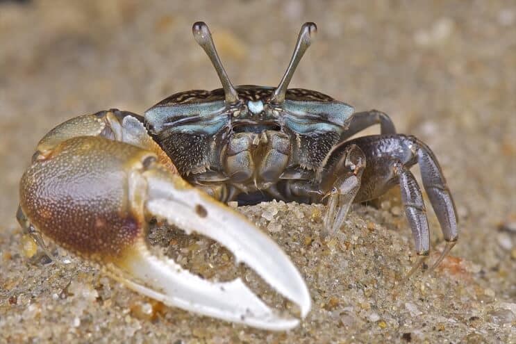 Fiddler Crab عن قرب